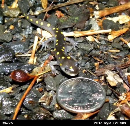 Spotted Salamander