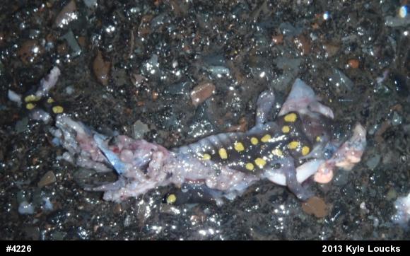Spotted Salamander