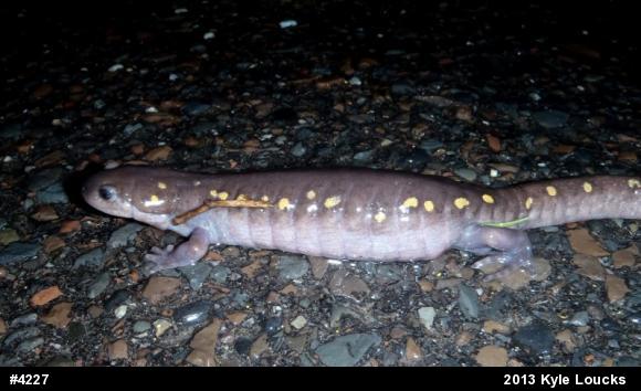 Spotted Salamander