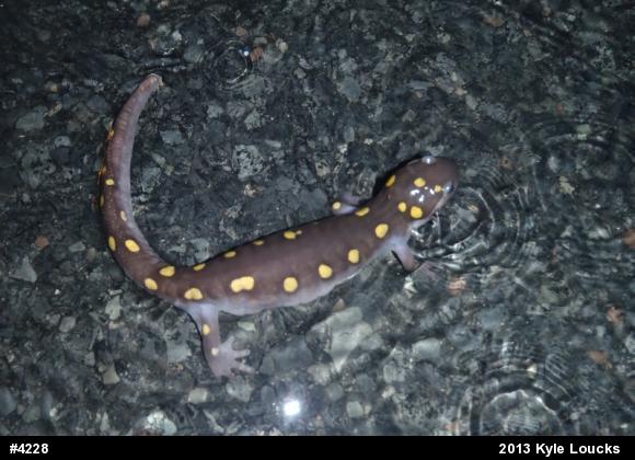 Spotted Salamander