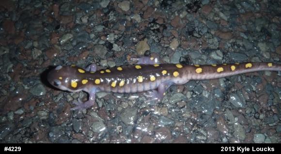 Spotted Salamander