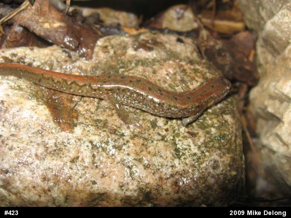 Northern Dusky Salamander