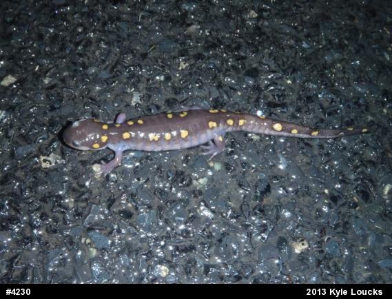 Spotted Salamander