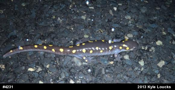 Spotted Salamander