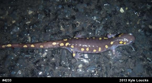 Spotted Salamander