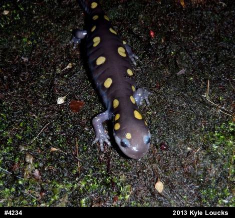 Spotted Salamander