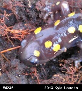 Spotted Salamander