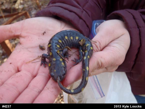 Spotted Salamander