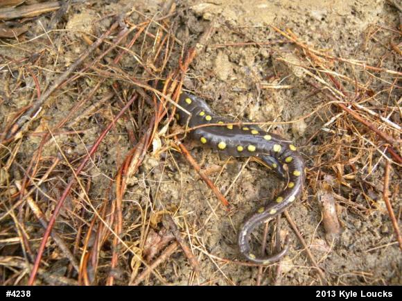 Spotted Salamander
