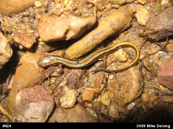 Northern Two-lined Salamander