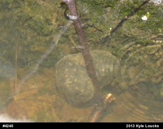 Spotted Salamander