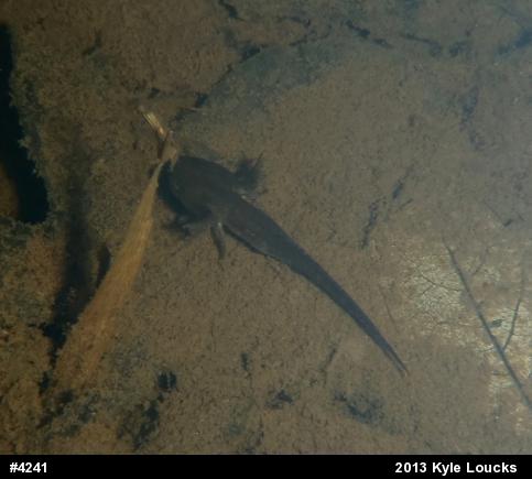 Spotted Salamander