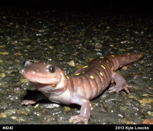 Spotted Salamander