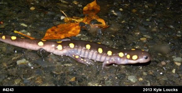 Spotted Salamander