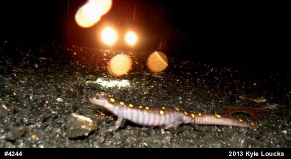 Spotted Salamander