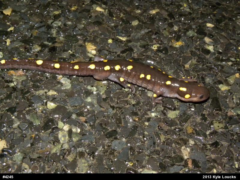 Spotted Salamander