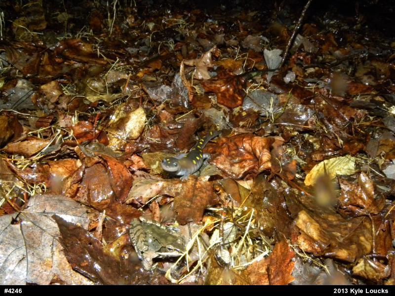 Spotted Salamander