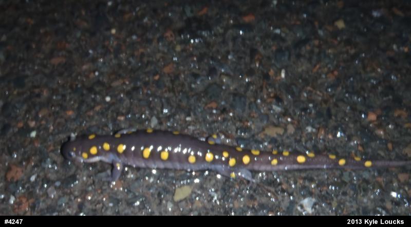 Spotted Salamander