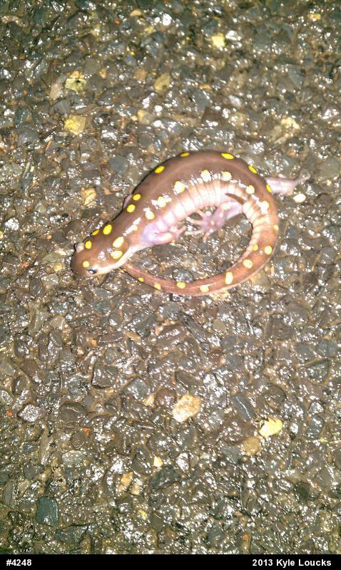 Spotted Salamander