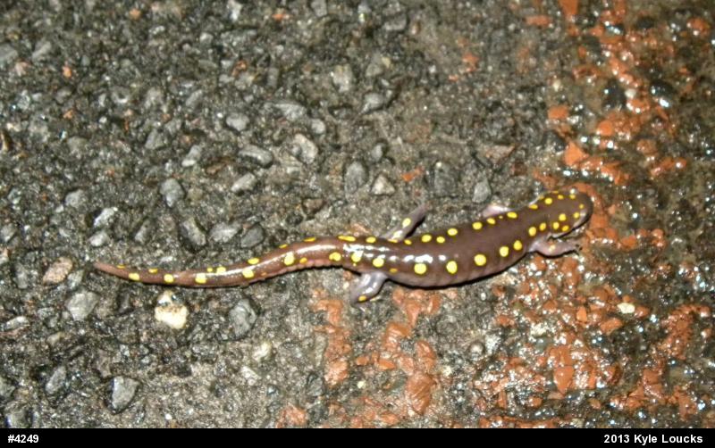 Spotted Salamander