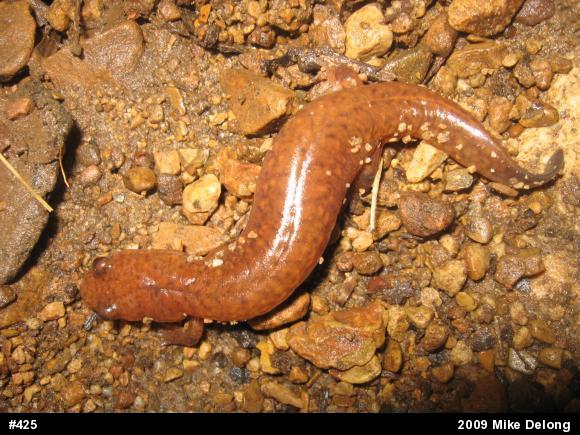 Northern Spring Salamander