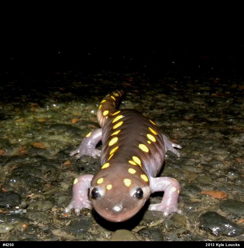Spotted Salamander