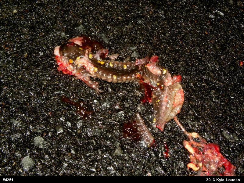 Spotted Salamander