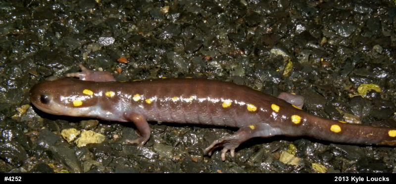 Spotted Salamander