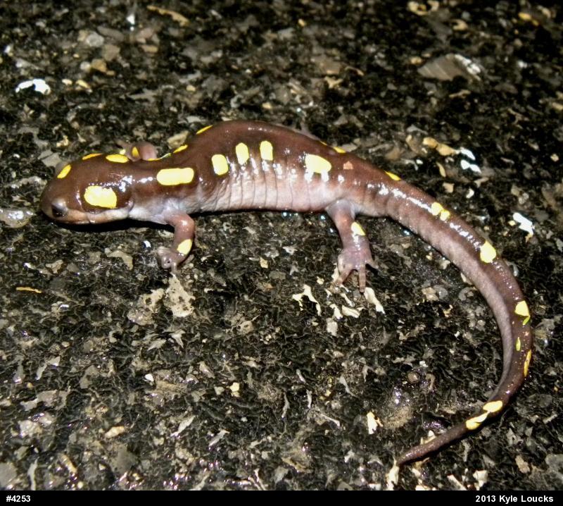 Spotted Salamander