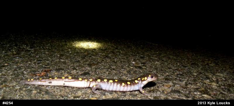 Spotted Salamander