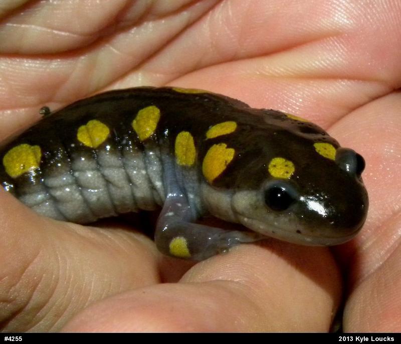 Spotted Salamander
