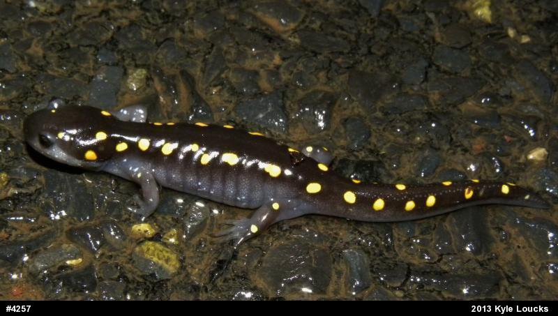 Spotted Salamander