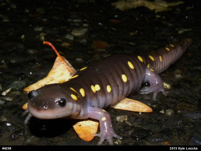 Spotted Salamander