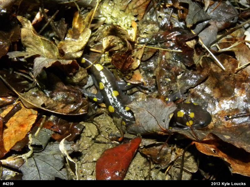 Spotted Salamander
