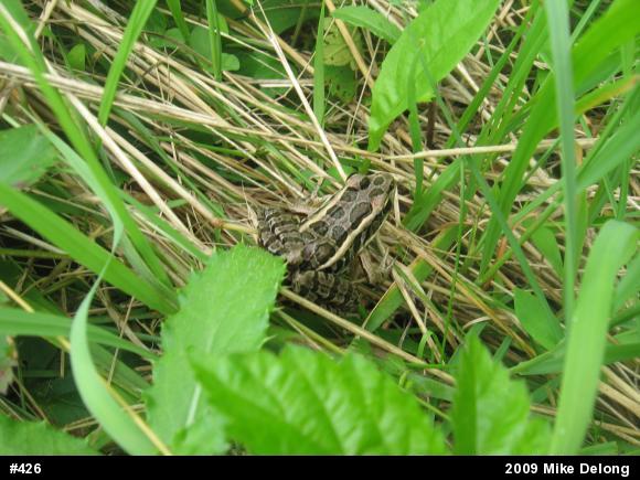 Pickerel Frog
