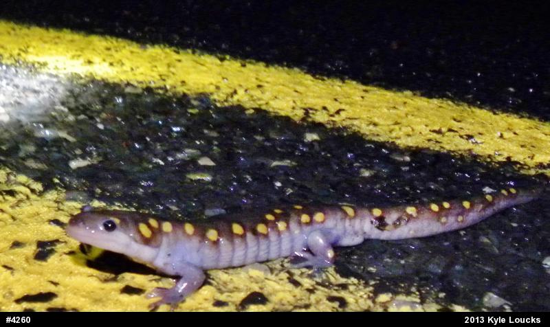 Spotted Salamander