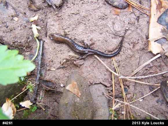 Allegheny Mountain Dusky Salamander