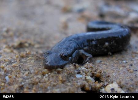 Northern Dusky Salamander