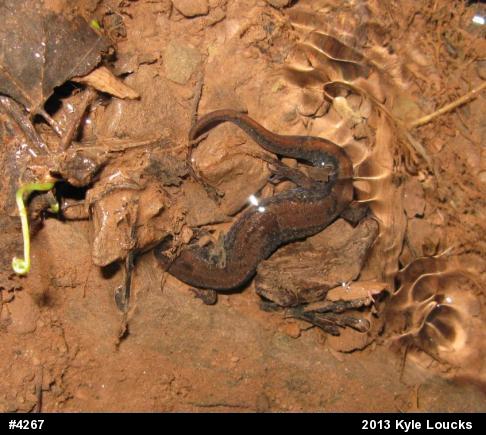 Northern Dusky Salamander