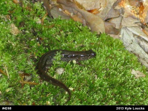 Northern Dusky Salamander