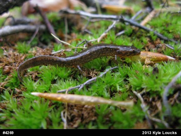 Northern Two-lined Salamander