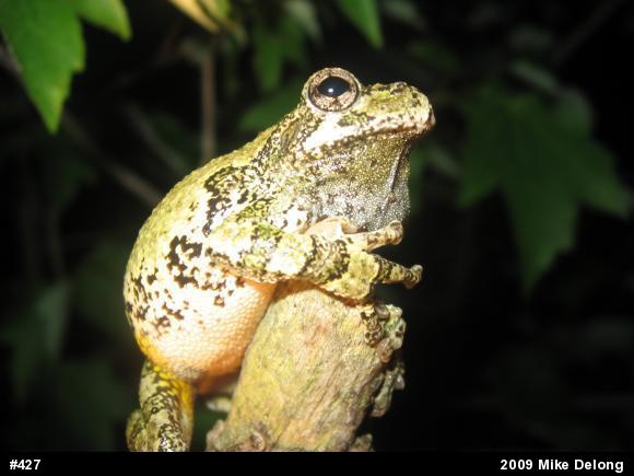Gray Treefrog