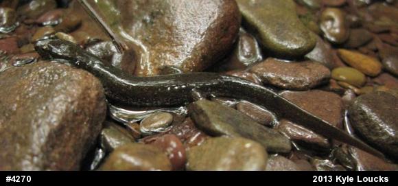 Northern Dusky Salamander