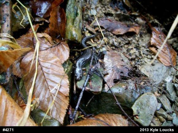 Northern Dusky Salamander