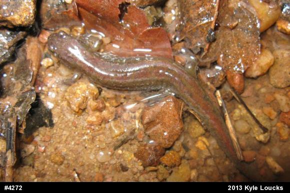Northern Dusky Salamander