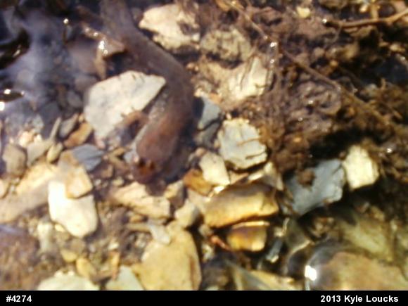 Northern Dusky Salamander