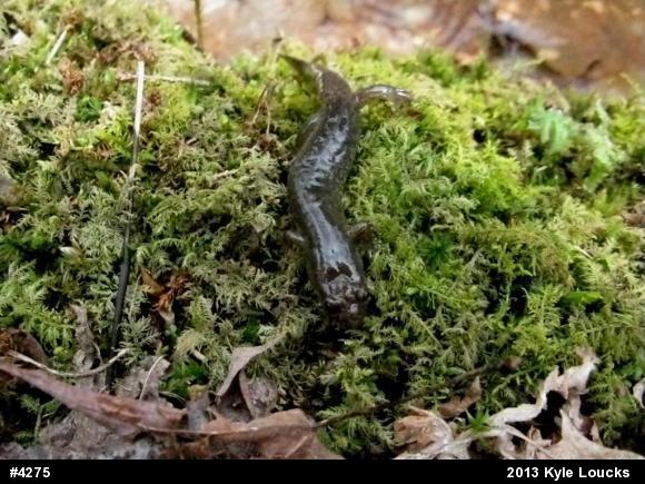 Northern Dusky Salamander