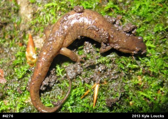 Northern Dusky Salamander