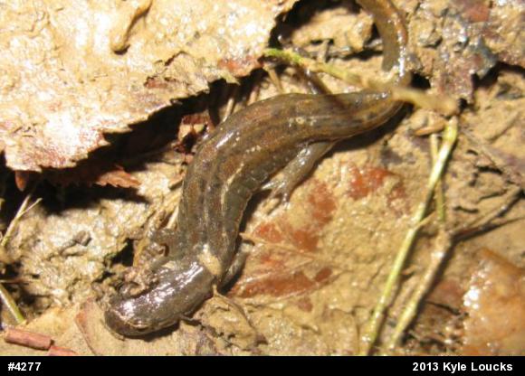 Northern Dusky Salamander