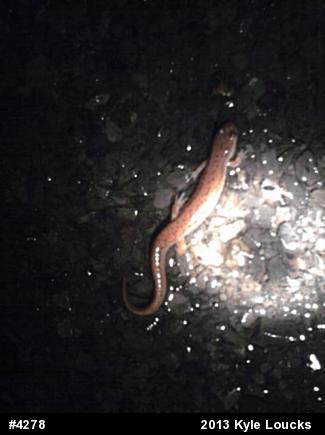 Northern Dusky Salamander